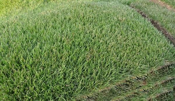Zeon zoysia grass